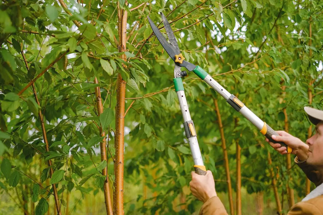 The Importance of Expertise in Tree Pruning