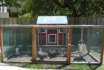 Choosing the Right Chicken Coop for Your Irish Backyard