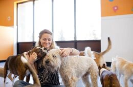 Best Dog Boarding in Dubai: Safe & Comfortable Stays for Your Pup